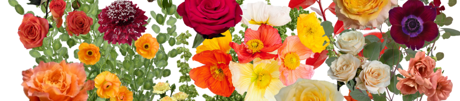 Ethiflora : Roses d'Equateur issues du Commerce Equitable